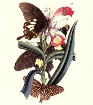 Butterflies and Flora I Online Sale