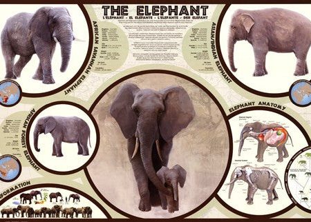 The Elephant For Cheap