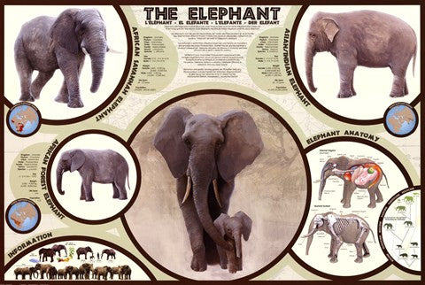 The Elephant For Cheap