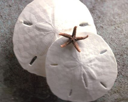 Sand Dollars Supply