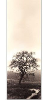 Valley Oak Tree Online Sale