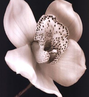 White Black Speckled Flower on Sale