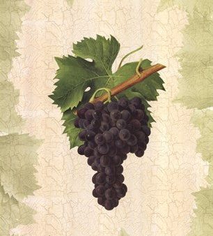 Antique Grapes - Aspiran Online Hot Sale