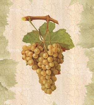 Antique Grapes - Terret Blanc Sale