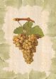 Antique Grapes - Terret Blanc Sale