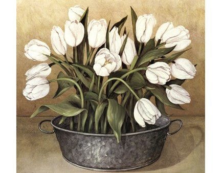 White Tulips For Sale