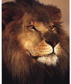 African Lion Hot on Sale