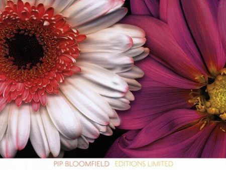 White Gerbera & Pink Dahlia Discount