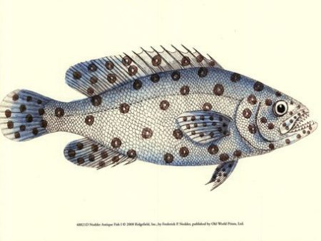 Antique Fish I Online Sale