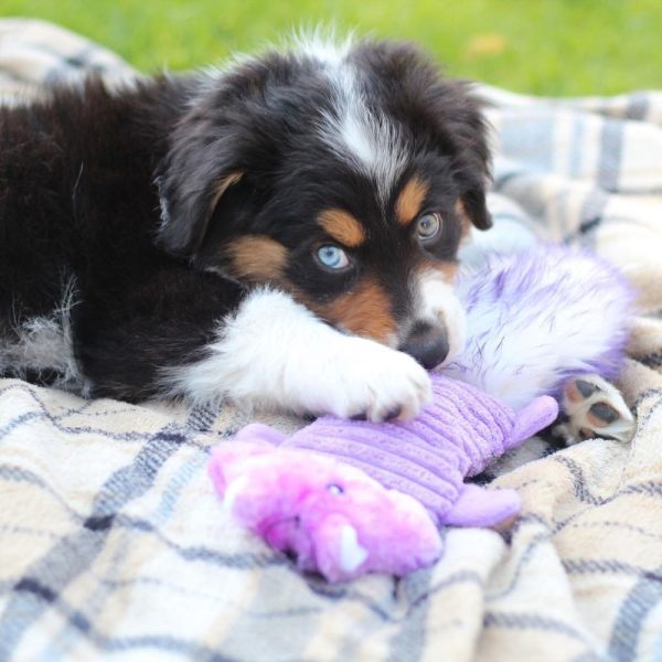 ZippyPaws Zingy Purple Squirrel Dog Toy Hot on Sale